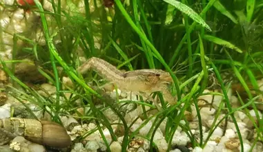 Smallest dwarf crayfish